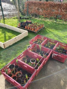 Gaelscoil Chaladh an Treoigh Caisleán Nua biodiversity