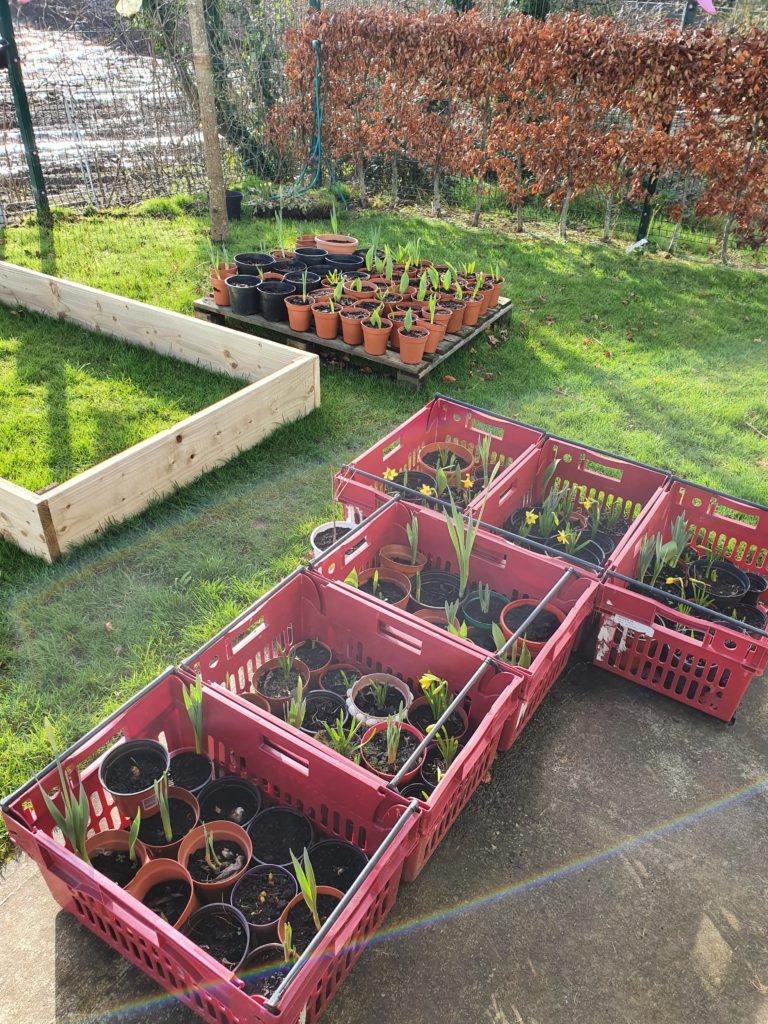 Gaelscoil Chaladh an Treoigh Caisleán Nua biodiversity